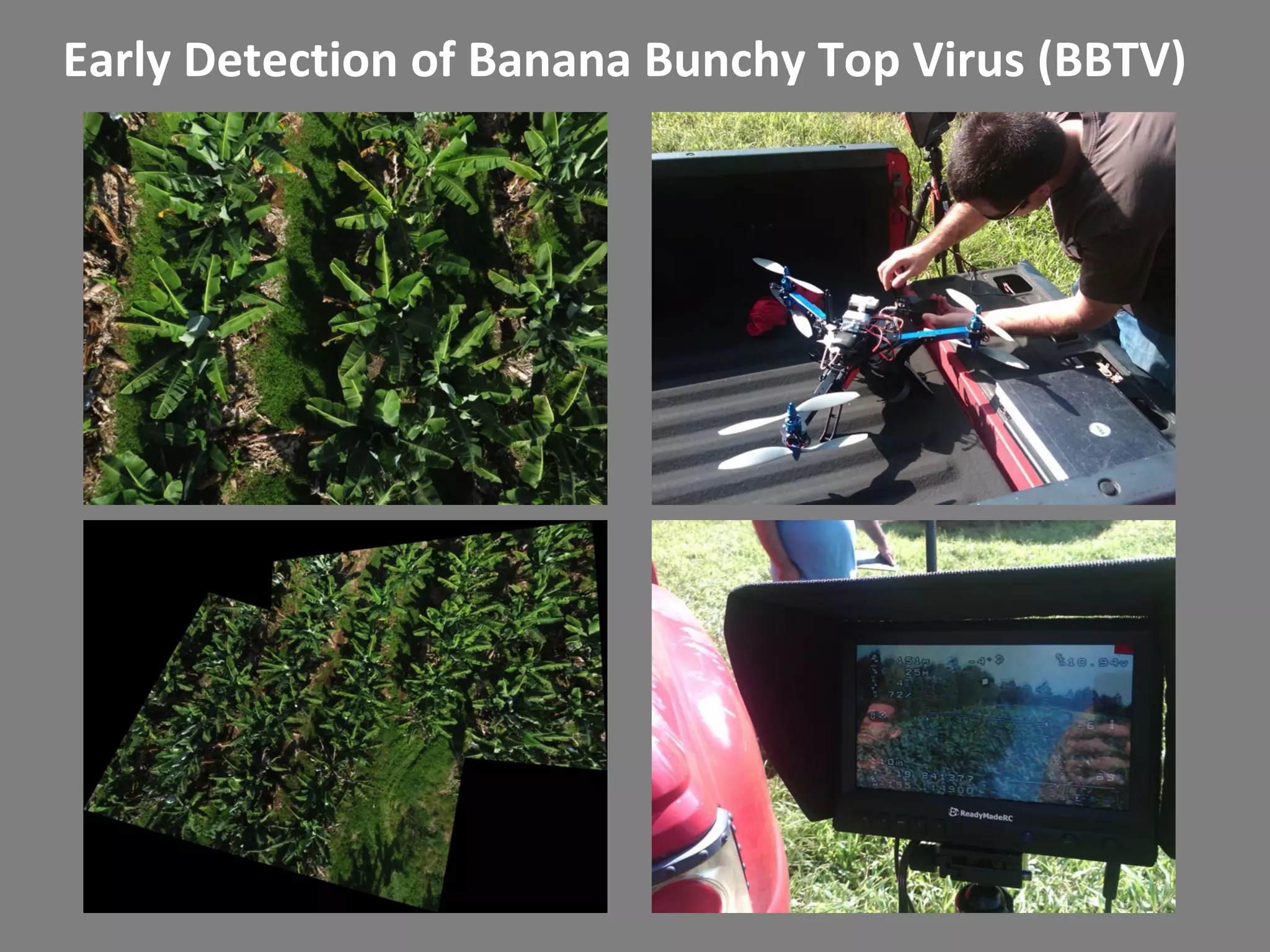 Early Detection of Banana Bunchy Top Virus (BBTV)
 