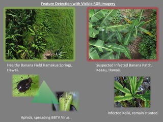 Healthy Banana Field Hamakua Springs,
Hawaii.
Suspected Infected Banana Patch,
Keaau, Hawaii.
Infected Keiki, remain stunted.
Aphids, spreading BBTV Virus.
Feature Detection with Visible RGB Imagery
 