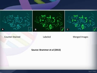 Counter-Stained Labeled Merged Images
Source: Brammer et al (2013)
 