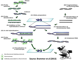 Source: Brammer et al (2013)
 