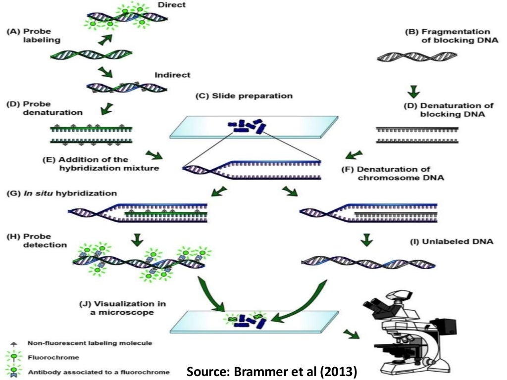 Genomic in situ Hybridization