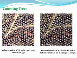 Counting Trees

a close-up view of oil palm trees in an
Ikonos image.

Trees detected are marked with white
dots and overl...