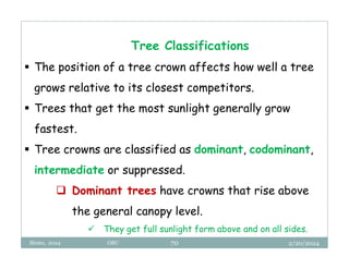 2/20/2024
Biratu, 2024 OBU 70
Tree Classifications
 The position of a tree crown affects how well a tree
grows relative to its closest competitors.
 Trees that get the most sunlight generally grow
fastest.
 Tree crowns are classified as dominant, codominant,
intermediate or suppressed.
 Dominant trees have crowns that rise above
the general canopy level.
 They get full sunlight form above and on all sides.
 