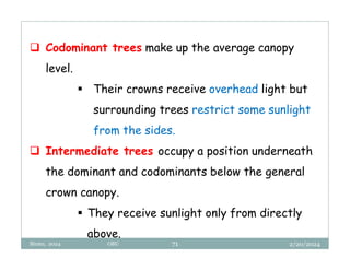 2/20/2024
Biratu, 2024 OBU 71
 Codominant trees make up the average canopy
level.
 Their crowns receive overhead light but
surrounding trees restrict some sunlight
from the sides.
 Intermediate trees occupy a position underneath
the dominant and codominants below the general
crown canopy.
 They receive sunlight only from directly
above.
 