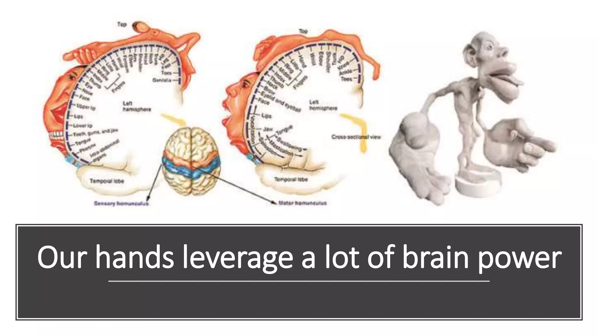 Our hands leverage a lot of brain power
 
