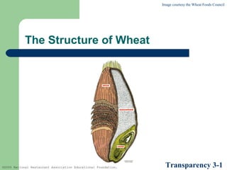 Image courtesy the Wheat Foods Council

The Structure of Wheat

©2005 National Restaurant Association Educational Foundation.

Transparency 3-1

 