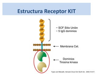 Estructura Receptor KIT
− SCF Sitio Unión
− 5 IgG dominios
Membrana Cel.
Dominios
Tirosina kinasa
Taylor and Metcalfe. Hematol Oncol Clin North Am. 2000;14:517.
 