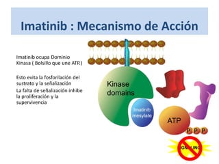 Imatinib : Mecanismo de Acción
P
PP P
ATP
SIGNALING
Imatinib
mesylate
Kinase
domains
• Imatinib ocupa Dominio
Kinasa ( Bolsillo que une ATP.)
• Esto evita la fosforilación del
sustrato y la señalización
• La falta de señalización inhibe
la proliferación y la
supervivencia
Savage and Antman. N Engl J Med. 2002;346:683.
Scheijen and Griffin. Oncogene. 2002;21:3314.
 