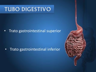 • Trato gastrointestinal superior
• Trato gastrointestinal inferior
 