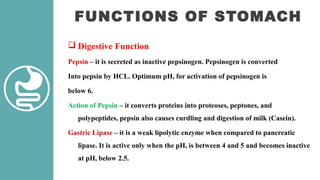 FUNCTIONS OF STOMACH
 Digestive Function
Pepsin – it is secreted as inactive pepsinogen. Pepsinogen is converted
Into pepsin by HCL. Optimum pH, for activation of pepsinogen is
below 6.
Action of Pepsin – it converts proteins into proteoses, peptones, and
polypeptides, pepsin also causes curdling and digestion of milk (Casein).
Gastric Lipase – it is a weak lipolytic enzyme when compared to pancreatic
lipase. It is active only when the pH, is between 4 and 5 and becomes inactive
at pH, below 2.5.
 