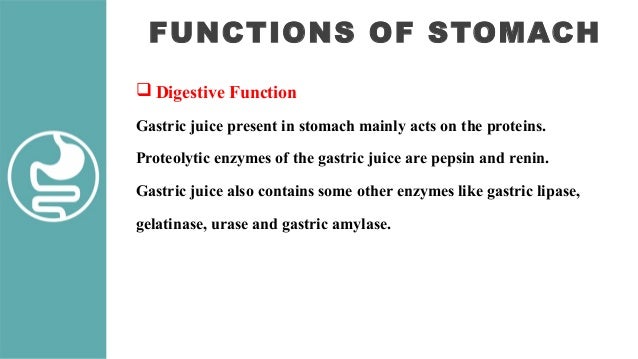 What is the function of gastric lipase?