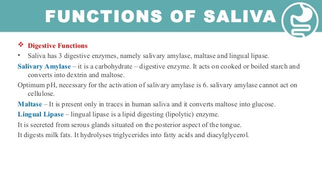 Physiology of Digestive System