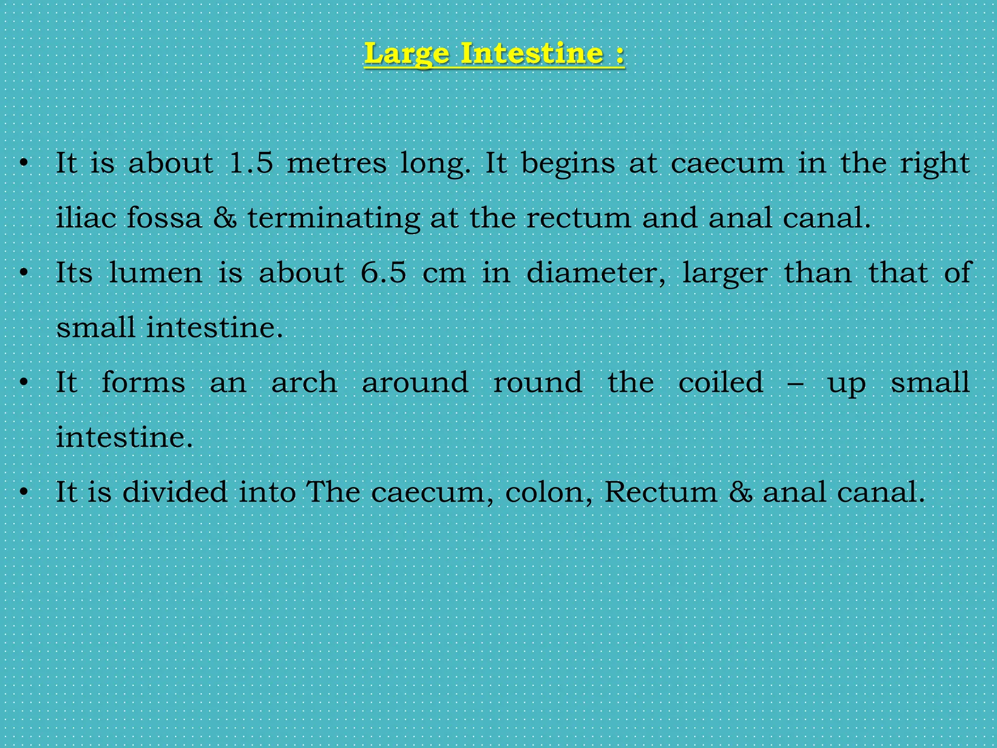 Large Intestine :
• It is about 1.5 metres long. It begins at caecum in the right
iliac fossa & terminating at the rectum and anal canal.
• Its lumen is about 6.5 cm in diameter, larger than that of
small intestine.
• It forms an arch around round the coiled – up small
intestine.
• It is divided into The caecum, colon, Rectum & anal canal.
 