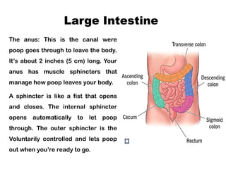 Gut Check: Understanding the human Digestive system | PPTX