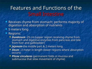 Anatomy & Physiology of Digestive System | PPT