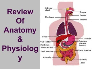 Review
Of
Anatomy
&
Physiolog
y
 