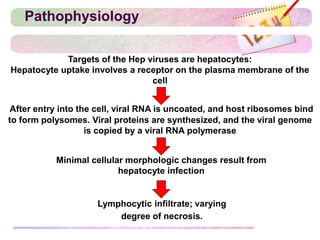 Pathophysiology
Targets of the Hep viruses are hepatocytes:
Hepatocyte uptake involves a receptor on the plasma membrane of the
cell
After entry into the cell, viral RNA is uncoated, and host ribosomes bind
to form polysomes. Viral proteins are synthesized, and the viral genome
is copied by a viral RNA polymerase
Minimal cellular morphologic changes result from
hepatocyte infection
Lymphocytic infiltrate; varying
degree of necrosis.
 