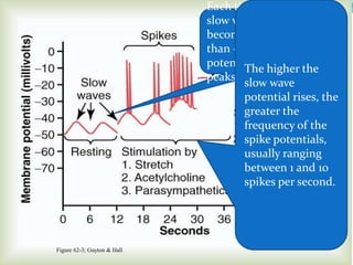 Figure 62-3; Guyton & Hall
Each time the peaks of the
slow waves temporarily
become more positive
than -40 millivolts, spike
potentials appear on these
peaks
The higher the
slow wave
potential rises, the
greater the
frequency of the
spike potentials,
usually ranging
between 1 and 10
spikes per second.
 
