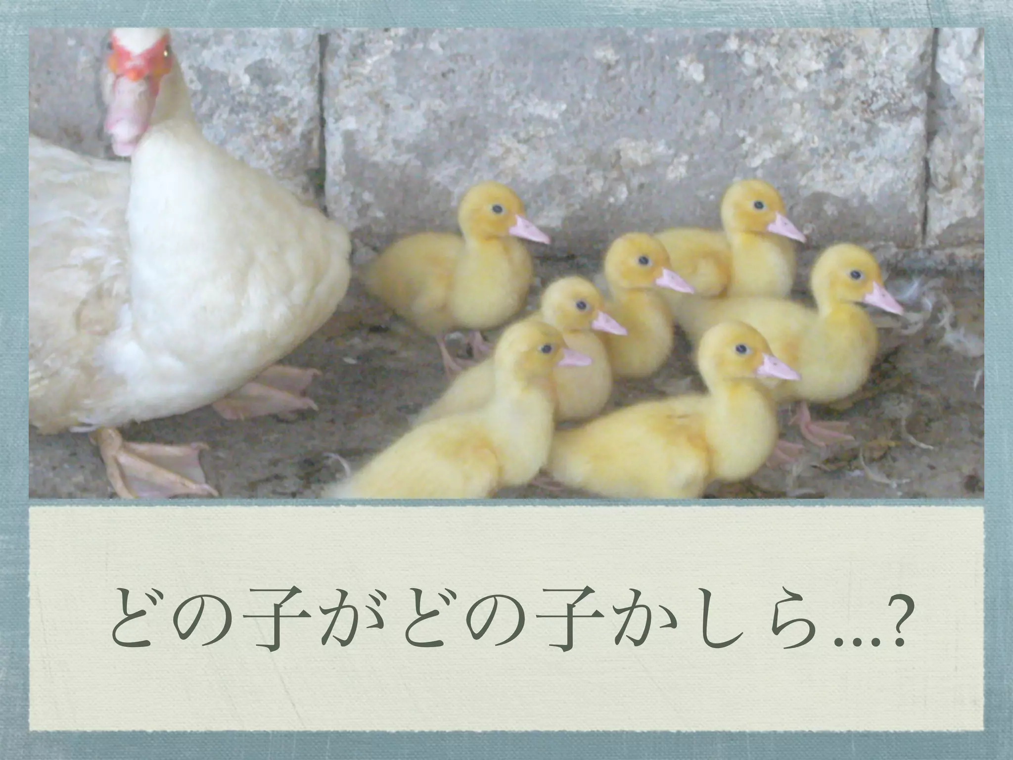 どの子がどの子かしら...?
 