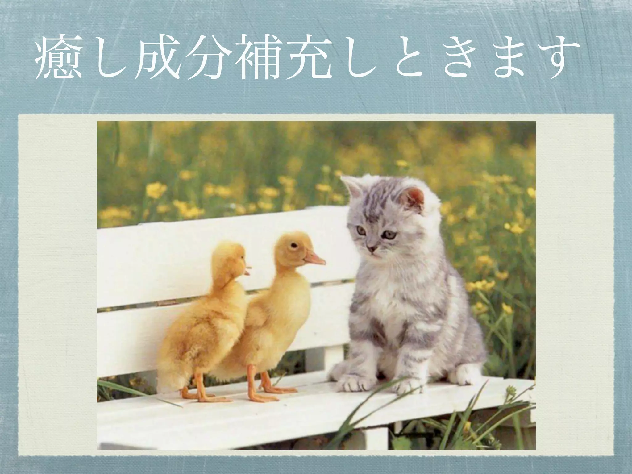 癒し成分補充しときます
 