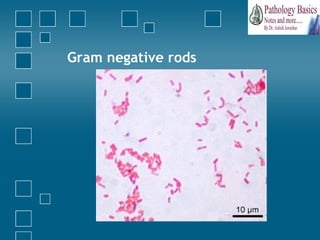 Fat Gram Negative Rods Gastrointestinal infections - bacteriology | PPT