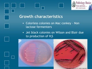 Colorless Colonies Gastrointestinal infections - bacteriology | PPT