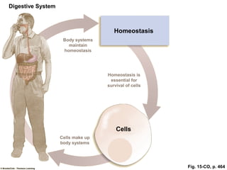 Fig. 15-CO, p. 464
Digestive System
Body systems
maintain
homeostasis
Homeostasis is
essential for
survival of cells
Cells
Cells make up
body systems
Homeostasis
 