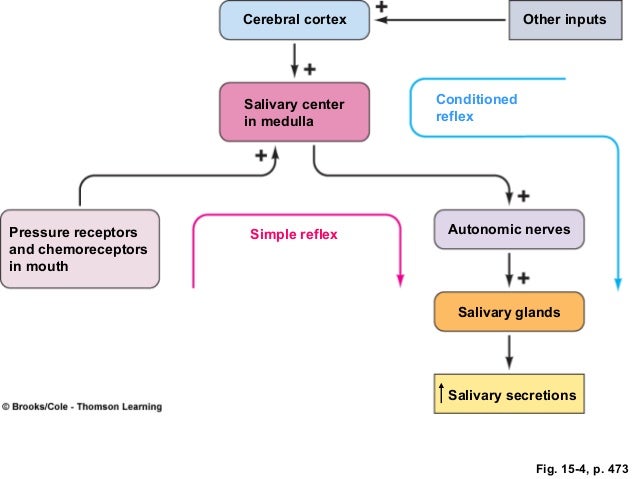 Git diagram of the salivary reflex 