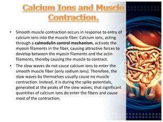• Smooth muscle contraction occurs in response to entry of
calcium ions into the muscle fiber. Calcium ions, acting
through a calmodulin control mechanism, activate the
myosin filaments in the fiber, causing attractive forces to
develop between the myosin filaments and the actin
filaments, thereby causing the muscle to contract.
• The slow waves do not cause calcium ions to enter the
smooth muscle fiber (only sodium ions). Therefore, the
slow waves by themselves usually cause no muscle
contraction. Instead, it is during the spike potentials,
generated at the peaks of the slow waves, that significant
quantities of calcium ions do enter the fibers and cause
most of the contraction.
 