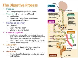 • Ingestion
– Taking in food through the mouth
• Propulsion (movement of food)
– Swallowing
– Peristalsis – propulsion by alternate
contraction &relaxation
• Mechanical digestion
– Chewing
– Churning in stomach
– Mixing by segmentation
• Chemical digestion
– Complex food molecules (carbohydrates, proteins and
lipids) broken down into chemical building blocks (simple
sugars, amino acids, and fatty acids and glycerol)
– Carried out by enzymes secreted by digestive glands into
lumen of the alimentary canal
• Absorption
– Transport of digested end products into
blood and lymph in wall of canal
• Defecation
– Elimination of indigestible substances from
body as feces
 