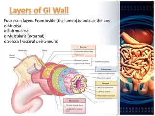 Four main layers. From inside (the lumen) to outside the are:
o Mucosa
o Sub mucosa
o Muscularis (external)
o Serosa ( visceral peritoneum)
 