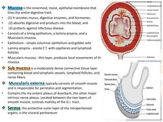 is the innermost, moist, epithelial membrane that
lines the entire digestive tract.
• (1) It secretes mucus, digestive enzymes, and hormones;
• (2) absorbs digestive end products into the blood; and
• (3) protects against infectious disease.
• Consists of a lining epithelium, a lamina propria, and a
Muscularis mucosa.
• Epithelium - simple columnar epithelium and goblet cells
• Lamina propria - areola C.T. with capillaries and lymphoid
follicles
• Muscularis mucosa - thin layer, produces local movements of the
mucosa
is a moderately dense connective tissue layer
containing blood and lymphatic vessels, lymphoid follicles, and
nerve fibers.
 typically consists of smooth muscle
and is responsible for peristalsis and segmentation.
• Contains the my enteric plexus of Auerbach, the other major
intrinsic nerve plexus. Located between the two layers of
smooth muscle, controls motility of the G.I. tract.
, the protective outer layer of the intraperitoneal
organs, is the visceral peritoneum
 