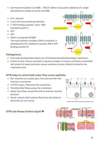 29
 Commonest mutation is Δ F508-- -70% CF alleles in Caucasians (deletion of a single
phenylalanine residue at amino acid 508).
 A Cl- channeh
 2 sets of 6 transmembrane domains
 2 “ATP-binding cassettes” (thus “ABC
transport protein”)
 ATP
 ATP
 What’s wrong with DF508?
The most common mutation (70% of mutants): A
phenylalanine (F) is deleted at position 508 in ATP-
binding cassette #1
Pathogenesis:
 Four long-standing observations are of fundamental pathophysiologic importance.
 Failure to clear mucous secretions a paucity of water in mucous secretions an elevated
salt content of sweat and other serous secretions chronic infection limited to the
respiratory tract.
CFTR helps to control bulk water flow across epithelia:
 Na+ channels are usually open, but extensive Na+ flux
requires a counterion.
 If CFTR is open, Clbecomes the counterion.
 Therefore NaCl flows across the membrane.
 Water then flows around the cells to maintain osmotic
pressure.
 Result: isotonic NaCl solution flows from the blood to
the lumen (or vice-versa)
CFTR and Airway Surface Liquid 
 