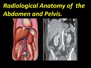 Radiological Anatomy of the
Abdomen and Pelvis.
 