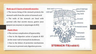 5
Made up of 5 layers of smooth muscles:
• The mucus lining of the stomach protects the
stomach walls from the action of stomach acid
• The walls of the stomach are lined with
parietal cells that secrete mucus, gastric juice
[pepsin (an enzyme) or pepsinogen & HCl]
Peptic Ulcer:
• The serious complication of hyperacidity
• Due to the digestive action of pepsin & HCl
on the inner wall of stomach & duodenum.
• Due to the failure of protective mechanisms
of mucosa to prevent auto digestion process.
 