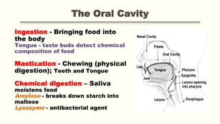 The Oral Cavity
Ingestion - Bringing food into
the body
Tongue - taste buds detect chemical
composition of food
Mastication - Chewing (physical
digestion); Teeth and Tongue
Chemical digestion – Saliva
moistens food
Amylase - breaks down starch into
maltose
Lysozyme - antibacterial agent
 