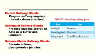 Parotid Salivary Glands
Enzyme salivary amylase
(breaks down starches)
Sublingual Salivary Glands
Produce mucous secretion
Acts as a buffer and
lubricant
Submandibular Salivary Glands
Secrete buffers,
glycoproteins (mucins)
 