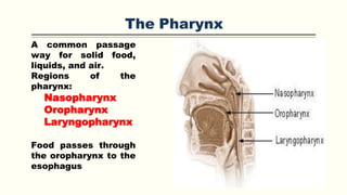 The Pharynx
A common passage
way for solid food,
liquids, and air.
Regions of the
pharynx:
Nasopharynx
Oropharynx
Laryngopharynx
Food passes through
the oropharynx to the
esophagus
 