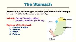 The Stomach
Stomach is a hollow organ situated just below the diaphragm
on the left side in the abdominal cavity.
Volume: Empty Stomach (50ml)
Normal Condition (1L to 4L)
Regions of the Stomach
1. Cardiac Region
2. Fundus
3. Body
4. Pylorus
 