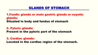 GLANDS OF STOMACH
1.Fundic glands or main gastric glands or oxyntic
glands:
Situated in body and fundus of stomach
2. Pyloric glands:
Present in the pyloric part of the stomach
3. Cardiac glands:
Located in the cardiac region of the stomach.
 
