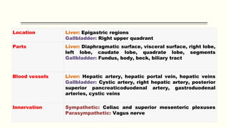 Location Liver: Epigastric regions
Gallbladder: Right upper quadrant
Parts Liver: Diaphragmatic surface, visceral surface, right lobe,
left lobe, caudate lobe, quadrate lobe, segments
Gallbladder: Fundus, body, beck, biliary tract
Blood vessels Liver: Hepatic artery, hepatic portal vein, hepatic veins
Gallbladder: Cystic artery, right hepatic artery, posterior
superior pancreaticoduodenal artery, gastroduodenal
arteries, cystic veins
Innervation Sympathetic: Celiac and superior mesenteric plexuses
Parasympathetic: Vagus nerve
 