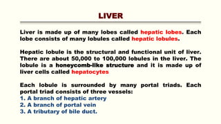 LIVER
Liver is made up of many lobes called hepatic lobes. Each
lobe consists of many lobules called hepatic lobules.
Hepatic lobule is the structural and functional unit of liver.
There are about 50,000 to 100,000 lobules in the liver. The
lobule is a honeycomb-like structure and it is made up of
liver cells called hepatocytes
Each lobule is surrounded by many portal triads. Each
portal triad consists of three vessels:
1. A branch of hepatic artery
2. A branch of portal vein
3. A tributary of bile duct.
 
