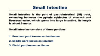Small Intestine
Small intestine is the part of gastrointestinal (GI) tract,
extending between the pyloric sphincter of stomach and
ileocecal valve, which opens into large intestine. Its length
is about 6 meter.
Small intestine consists of three portions:
1. Proximal part known as duodenum
2. Middle part known as jejunum
3. Distal part known as ileum
 