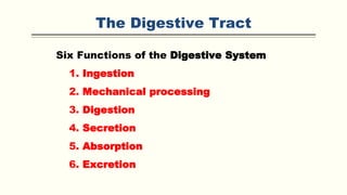 The Digestive Tract
Six Functions of the Digestive System
1. Ingestion
2. Mechanical processing
3. Digestion
4. Secretion
5. Absorption
6. Excretion
 