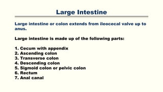 Large Intestine
Large intestine or colon extends from ileocecal valve up to
anus.
Large intestine is made up of the following parts:
1. Cecum with appendix
2. Ascending colon
3. Transverse colon
4. Descending colon
5. Sigmoid colon or pelvic colon
6. Rectum
7. Anal canal
 