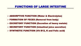 FUNCTIONS OF LARGE INTESTINE
 ABSORPTIVE FUNCTION (Water & Electrolytes)
 FORMATION OF FECES (Removal from body)
 EXCRETORY FUNCTION (Excretion of heavy metals)
 SECRETORY FUNCTION (Intestinal juice secretion)
 SYNTHETIC FUNCTION (Vit B12, K and Folic acid)
 