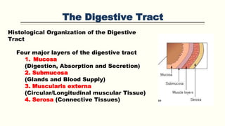 The Digestive Tract
Histological Organization of the Digestive
Tract
Four major layers of the digestive tract
1. Mucosa
(Digestion, Absorption and Secretion)
2. Submucosa
(Glands and Blood Supply)
3. Muscularis externa
(Circular/Longitudinal muscular Tissue)
4. Serosa (Connective Tissues)
 