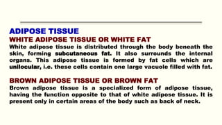 ADIPOSE TISSUE
WHITE ADIPOSE TISSUE OR WHITE FAT
White adipose tissue is distributed through the body beneath the
skin, forming subcutaneous fat. It also surrounds the internal
organs. This adipose tissue is formed by fat cells which are
unilocular, i.e. these cells contain one large vacuole filled with fat.
BROWN ADIPOSE TISSUE OR BROWN FAT
Brown adipose tissue is a specialized form of adipose tissue,
having the function opposite to that of white adipose tissue. It is
present only in certain areas of the body such as back of neck.
 