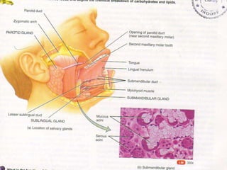 Anatomy, physiology, biochemistry of GIT.ppt