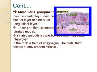 Cont....
 Muscularis poropira : consist of
two muscualar layer and inner
circular layer and an outer
longitutinal layer.
 upper one third is composed of
straited muscle.
 striated smooth muscle bundles are mixed and
interwoven
in the middle third of eosghagus , the distal third
consist of only smooth muscle .
 